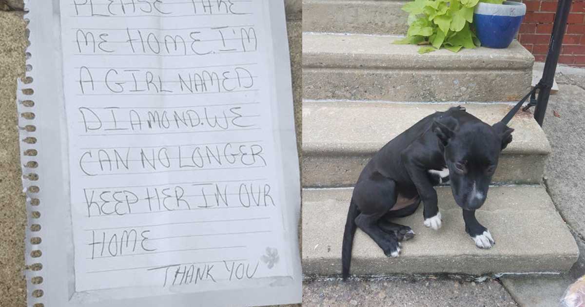 Mand fandt hund forladt til et rækværk sammen med pizzaskiver og en trist seddel