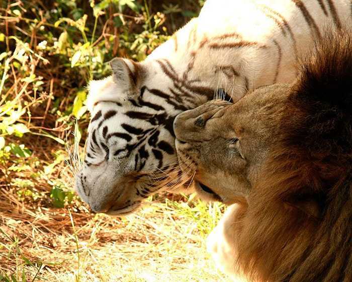 Løven forelsker sig i den hvide tiger, de slipper ud af Zoo sammen