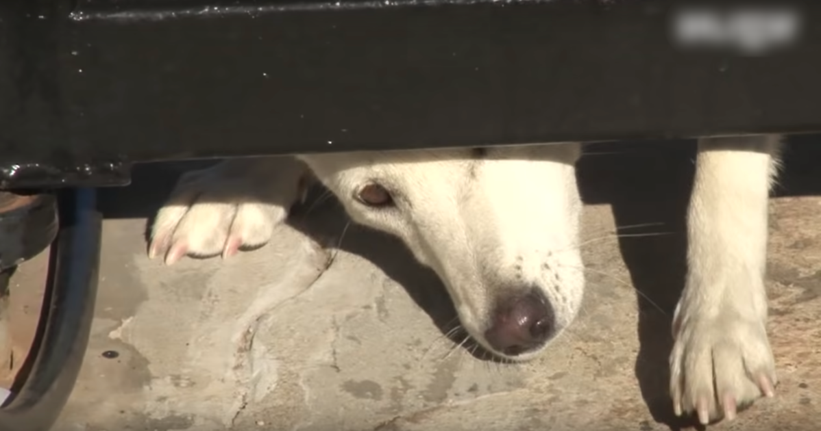 Uelsket hund kravler under deres port og beder om et hjem, men konen vil ikke give efter