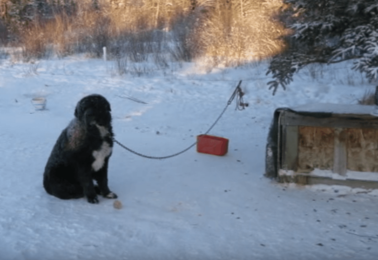 I frosset vejr blev lænket hund fundet på skift med at holde en pote væk fra den kolde jord