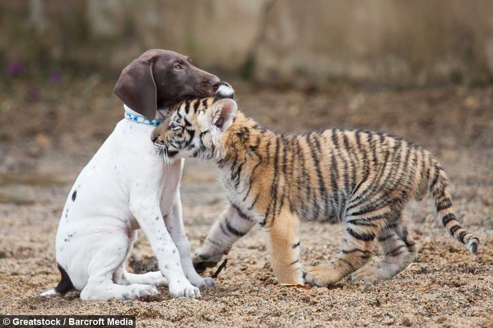 Tigerunge afvist af sin mor finder en bedste ven i en hvalp