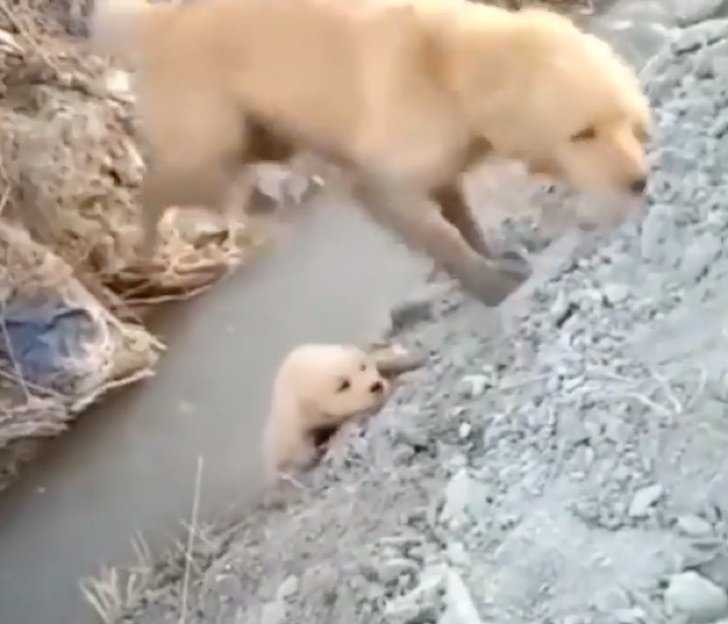 Mama Dog redder sin hvalp fra at falde i en grøft. Hun handlede frygtløst for at hjælpe ham