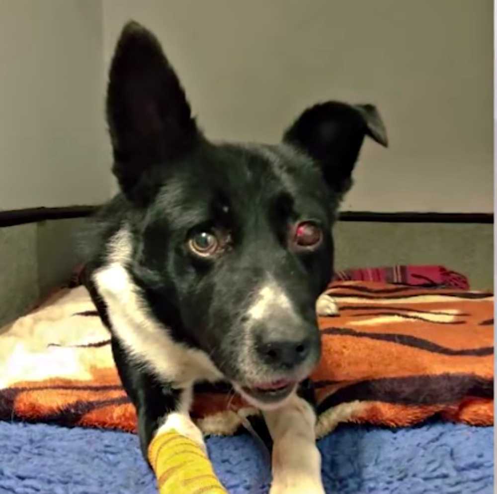 Border Collie fundet begravet levende under en bunke af sten bliver adopteret af redningsmand