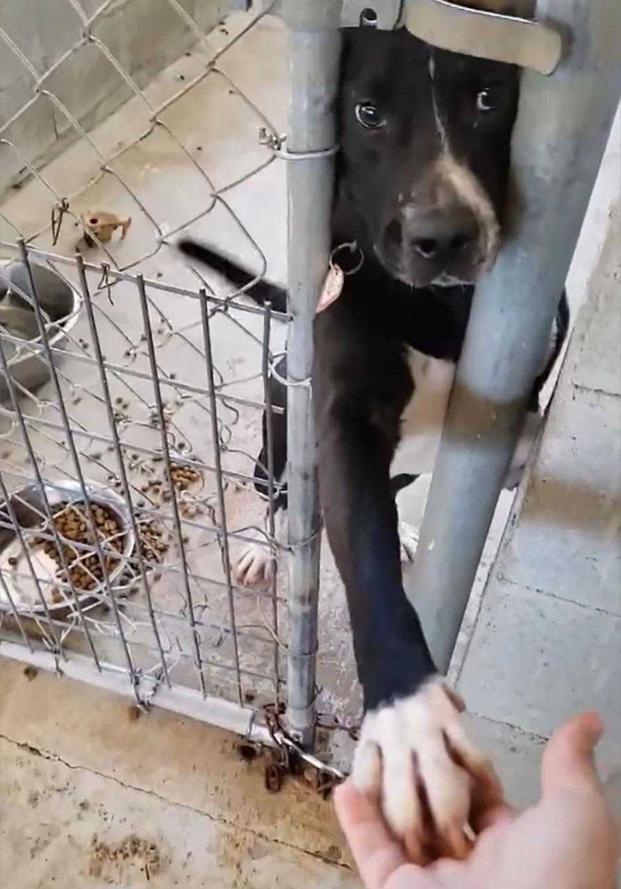 Hund sidder i krisecentret og beder om at holde hånden på enhver, der passerer