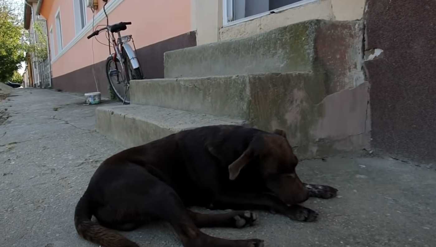 Trist hund venter hver dag på samme sted på, at nogen skal redde ham