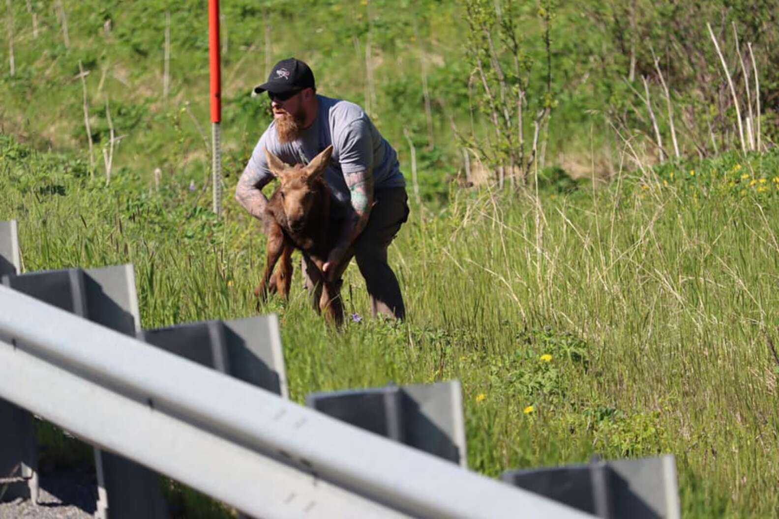 Mand hjælper udmattet baby elg med at krydse vejen og genforenes med mor