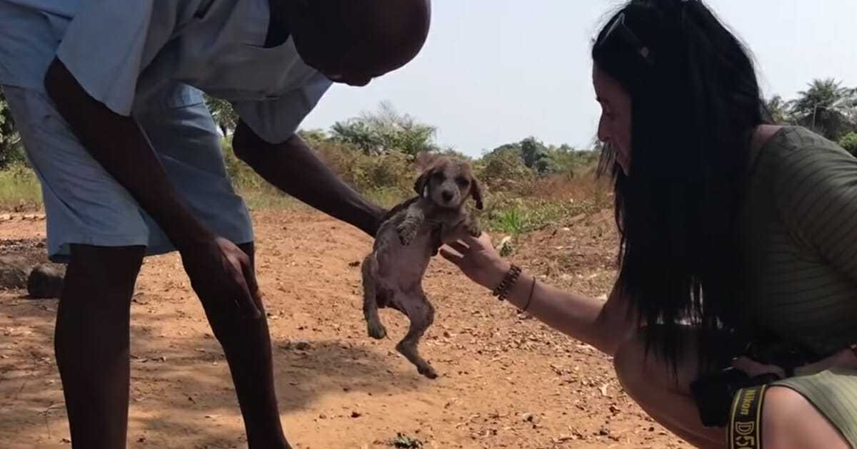 Døende hvalp ammes tilbage til livet ved hjælp af nogle kærlige chimpanser