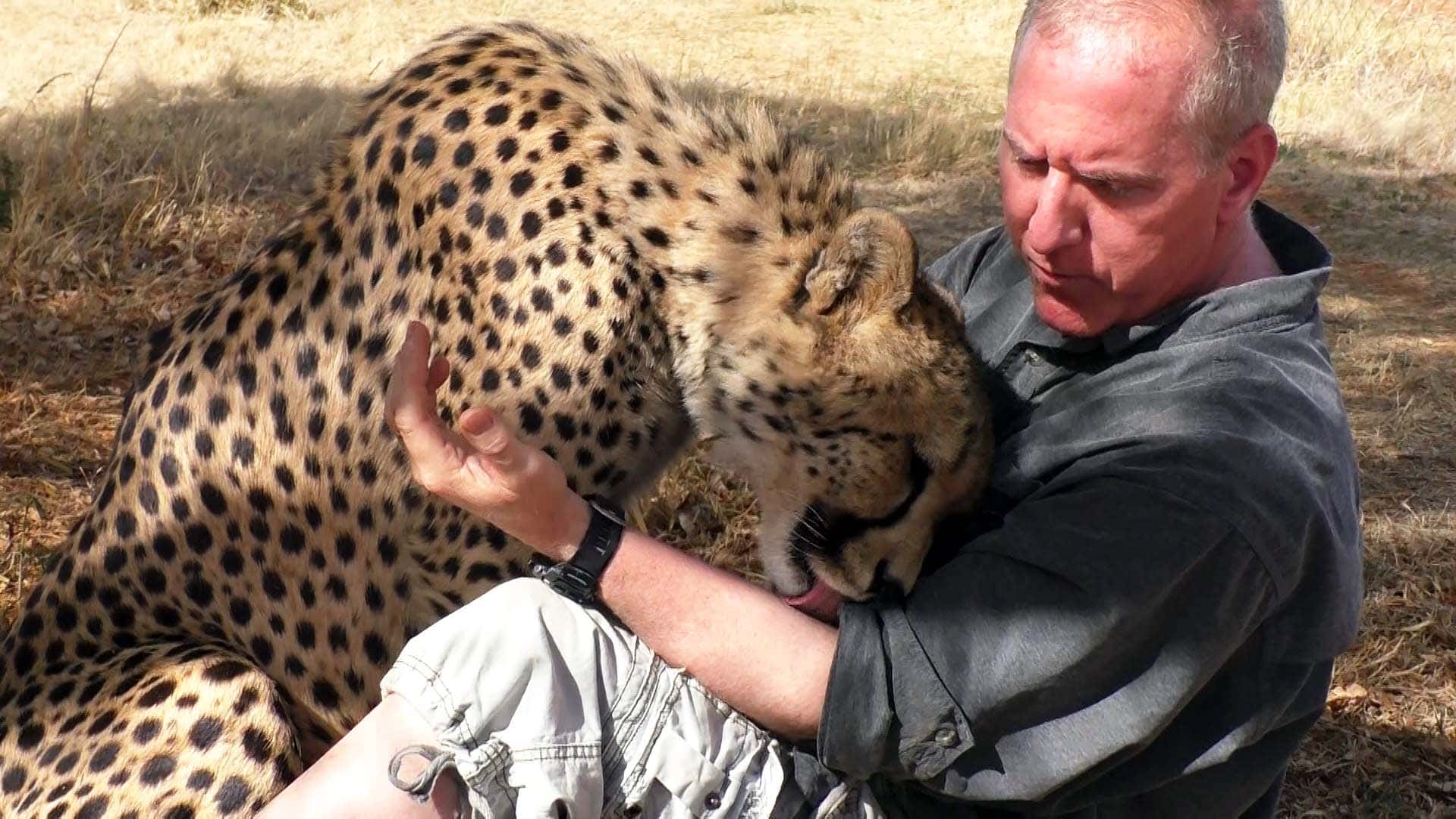 Cheetah ser dyrelivsfotograf lurer under et træ, beslutter sig for at slutte sig til ham og også lur