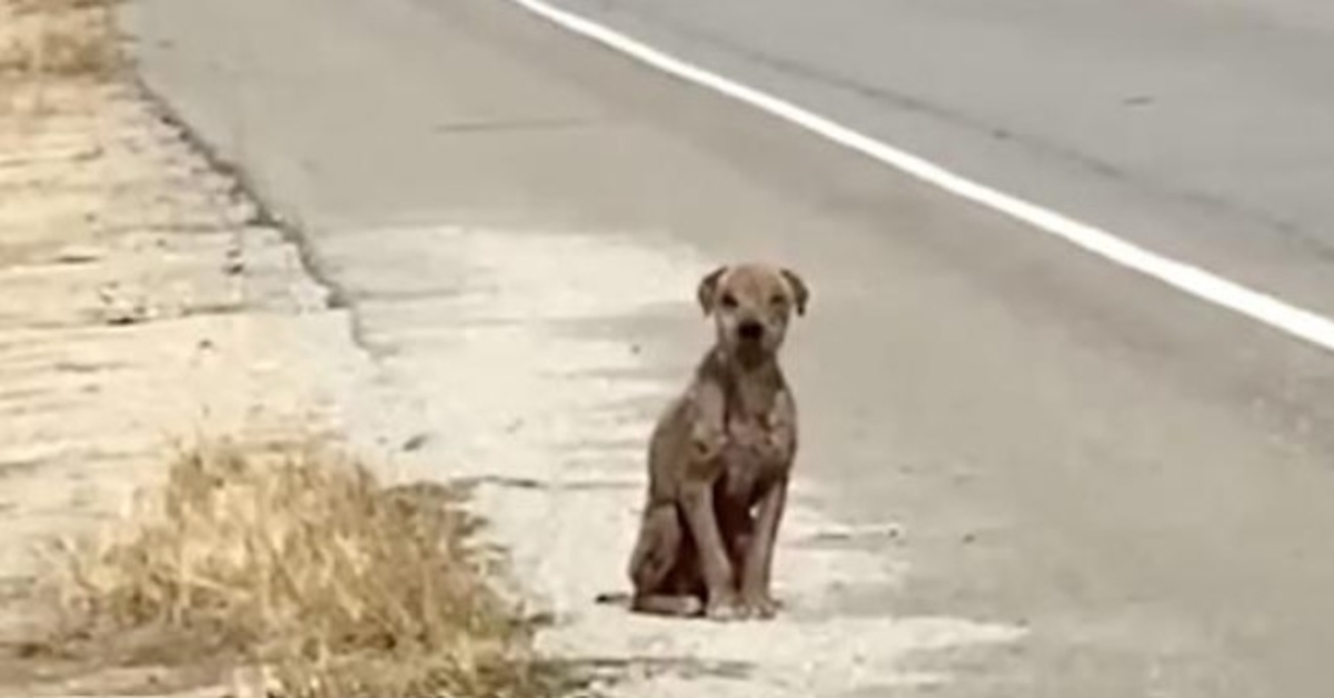 Bange & trist hund, der sidder ved siden af vejen og savner sin skinnende frakke og søger kærlighed